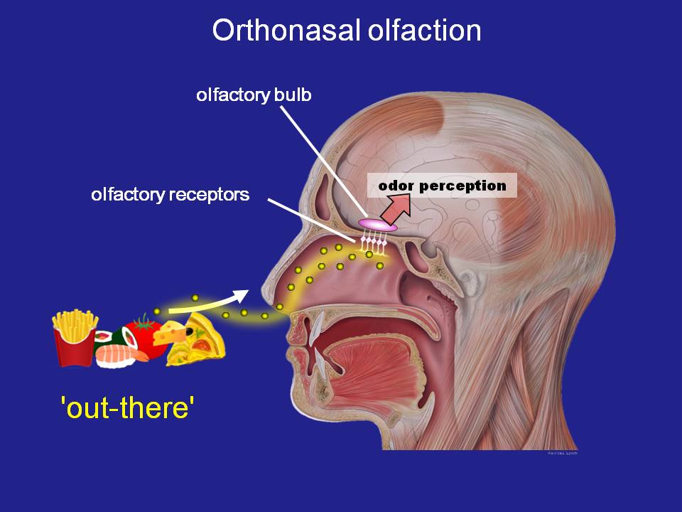 orthonasal smelling source- Monell interview Ilja Croijmans
