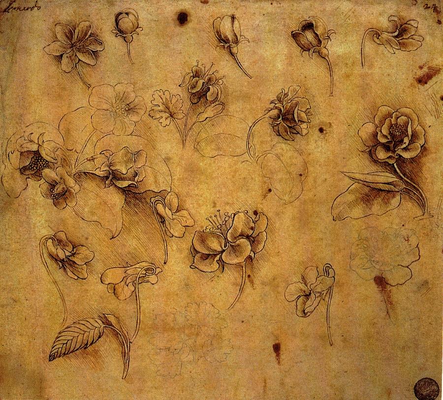 blog da vinci study of roses