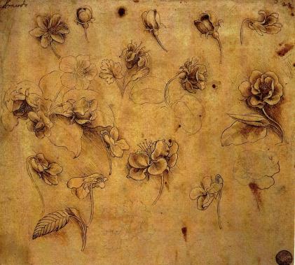 blog da vinci study of roses