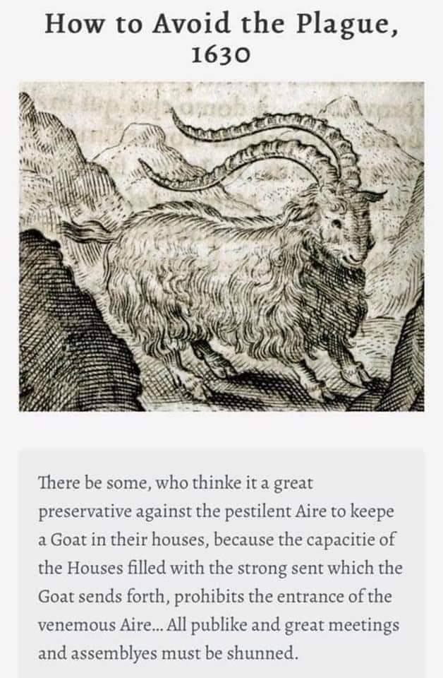 blog top 10 smell remedies goat