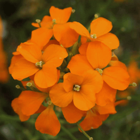 blog top 10 smell remedies wallflower
