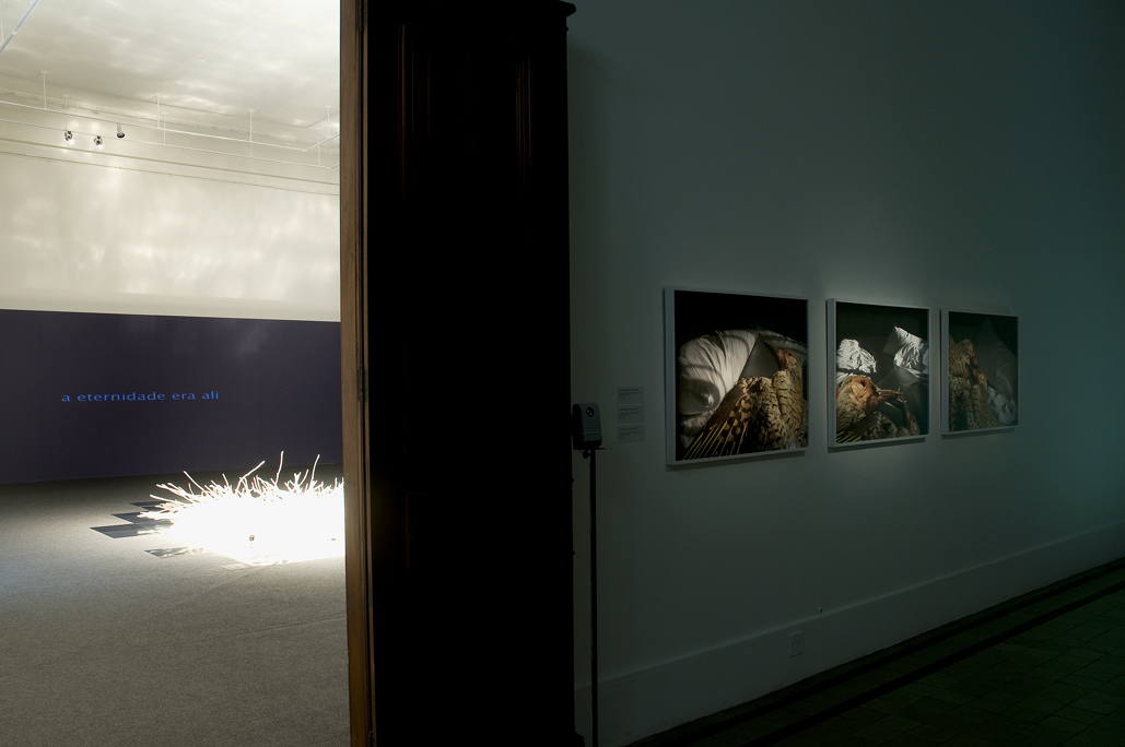 blog josely nidus vitreo